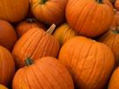 farm1_fall_ornamentals_finished013001.jpg